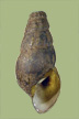 Goniobasis catenaria dislocata | photo