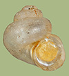Antrobia culveri | photo