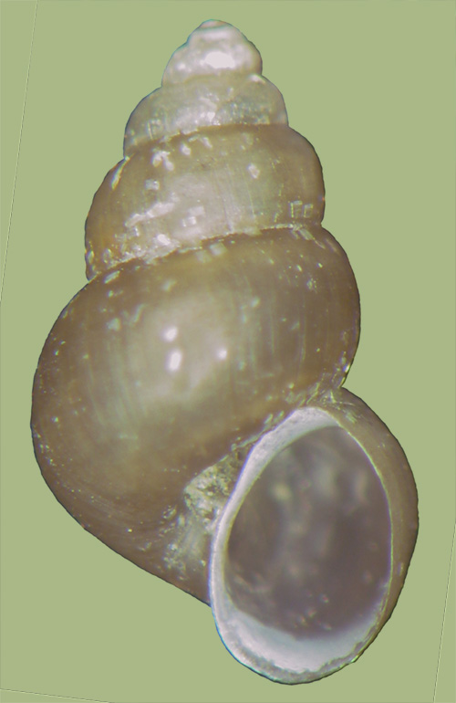 Aphaostracon monas | photo