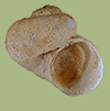 Amnicola stygia | photo