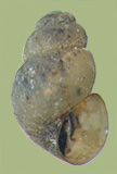 Fontigens aldrichi | photo