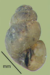 click to view larger