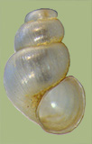 Fontigens antroecetes | photo