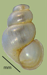 click to view larger