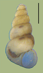 click to view larger