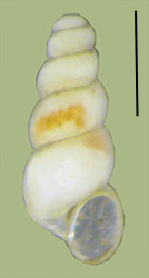 click to view larger