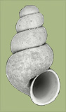 Fontigens prosoperina | photo
