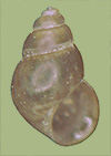 Littoridinops monroensis | photo