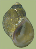 Leptoxis arkansensis | photo