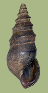 Pleurocera troostiana | photo