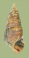 Pleurocera canaliculata lawrencii