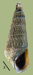 click to view larger