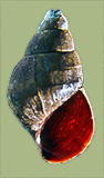 Pleurocera simplex ozarkensis | photo