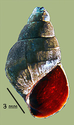 click to view larger